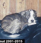 Peanut 2001-2015